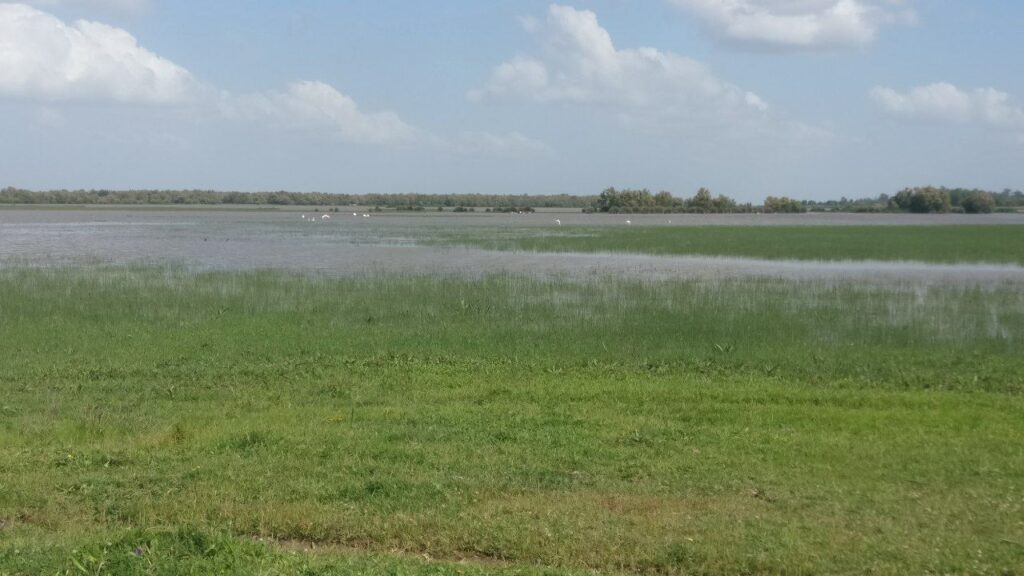 Picture of Doñana wetland. A landscape with high green grassand in an inmense lagoon. Water brids can be spotted far away from the viewer